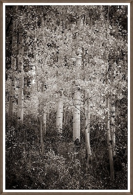 Black and White Aspen Texture