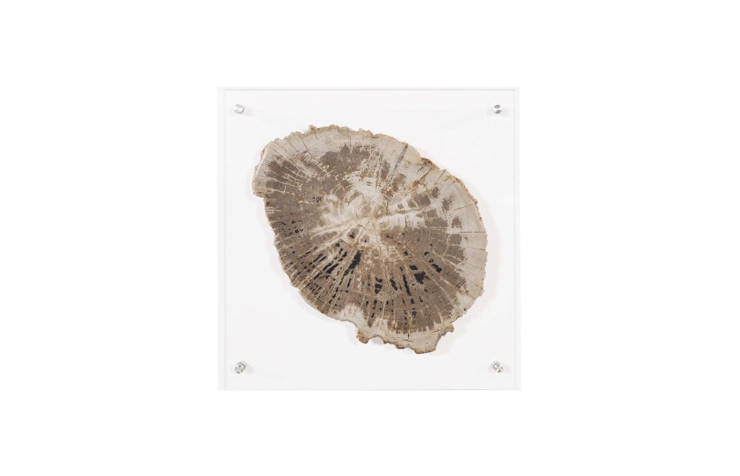 Floating Petrified Slice Wall Art