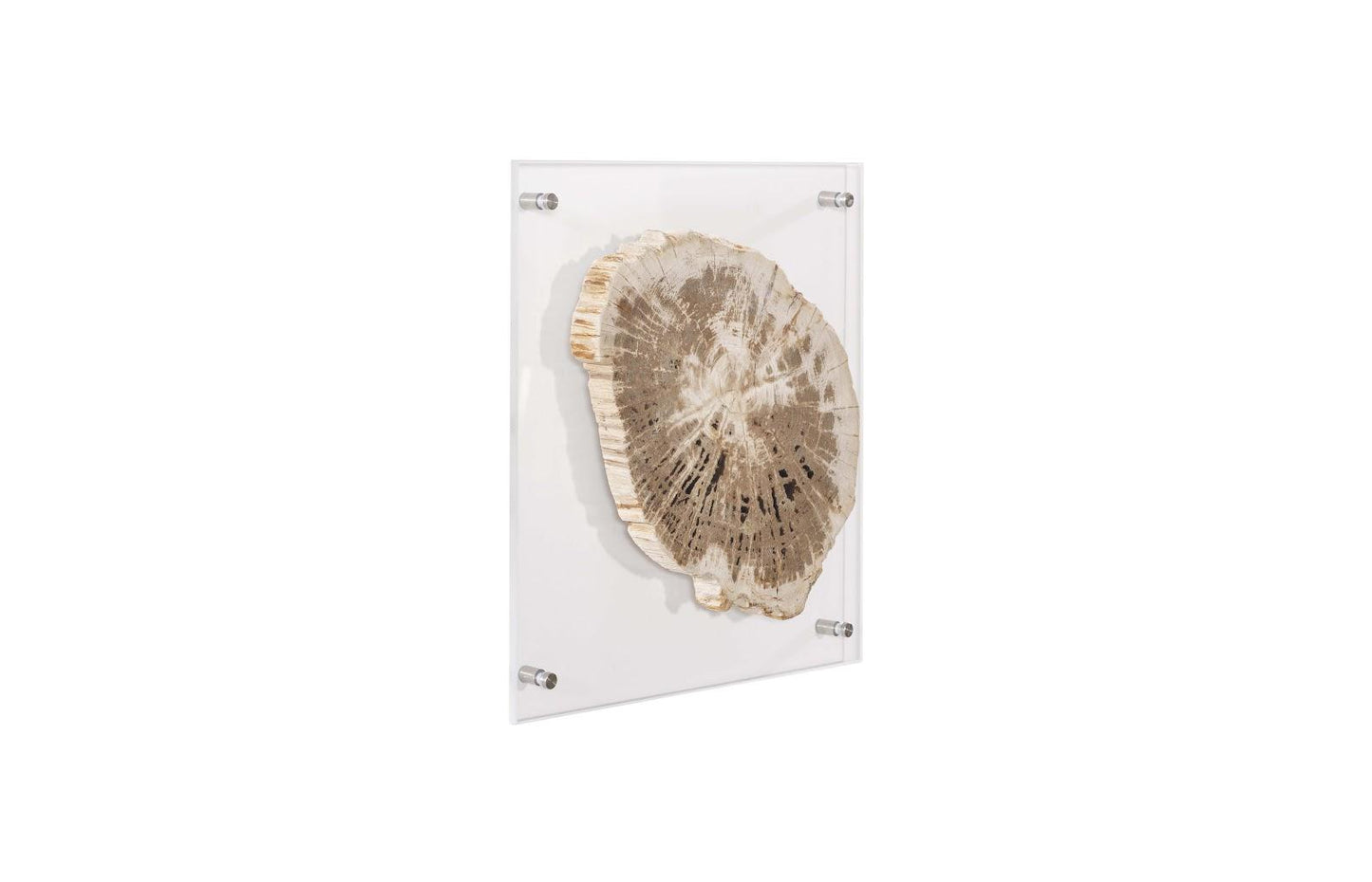 Floating Petrified Slice Wall Art