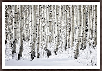 First Snow on Guardsman Pass